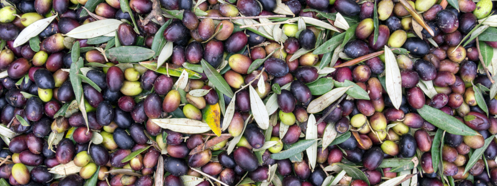 Quando un olio può essere chiamato extravergine di oliva?