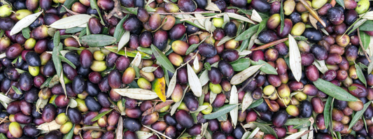 Quando un olio può essere chiamato extravergine di oliva?